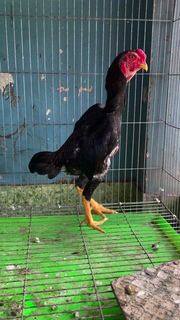 Gà Koshamo mini trống 6 tháng. Mua bán Gà tại Quận 10 Tp Hồ Chí Minh được đăng bởi Gà Con hình 1