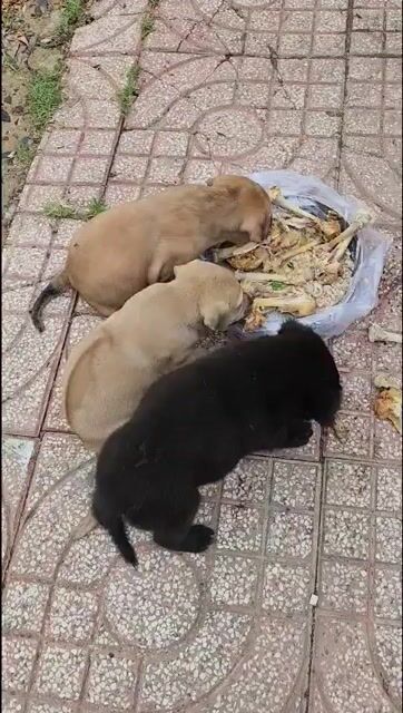 Chó cỏ nhà nuôi. Mua bán Chó tại Huyện Nhà Bè Tp Hồ Chí Minh được đăng bởi BÙI ANH TUẤN hình 1