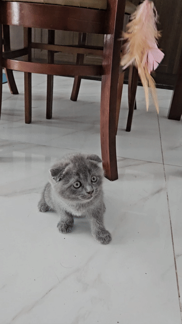 Mèo ALN thuần chủng Xám trắng. Mua bán Mèo tại Huyện Văn Giang Hưng Yên được đăng bởi Thái Đức Huy hình 1