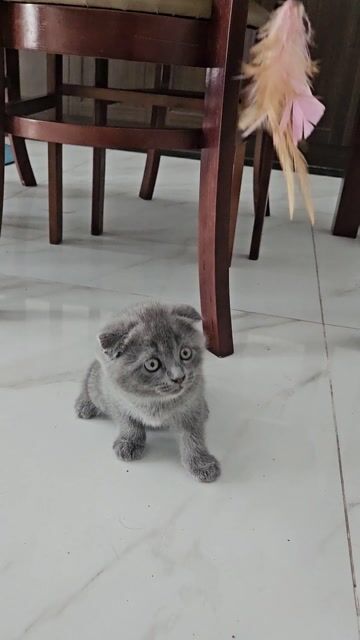 Mèo ALN thuần chủng Xám trắng. Mua bán Mèo tại Huyện Văn Giang Hưng Yên được đăng bởi Thái Đức Huy hình 1