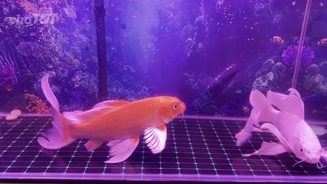 Cá chép phi tần 20cm Trắng Đỏ. Mua bán Thú cưng khác tại Huyện Hóc Môn Tp Hồ Chí Minh được đăng bởi Dương Nguyễn hình 1