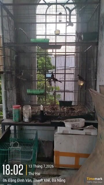 Chim chào mào avi. Mua bán Chim tại Quận Thanh Khê Đà Nẵng được đăng bởi thiện hình 1