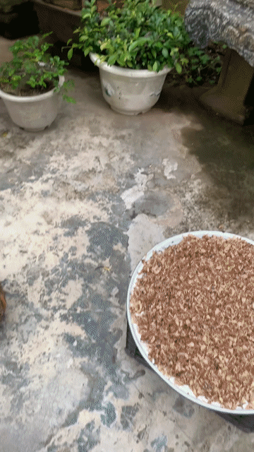Cây duối 1.7m Tiên Lãng. Mua bán Cây cảnh, đồ trang trí tại Huyện Tiên Lãng Hải Phòng được đăng bởi Lê Đức toản  hình 1
