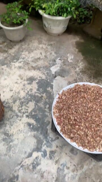 Cây duối 1.7m Tiên Lãng. Mua bán Cây cảnh, đồ trang trí tại Huyện Tiên Lãng Hải Phòng được đăng bởi Lê Đức toản  hình 1