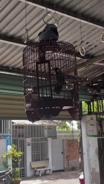 Chim cảnh đen trắng mới xong lông. Mua bán Chim tại Thành phố Thủ Đức Tp Hồ Chí Minh được đăng bởi Phạm Văn An hình 1