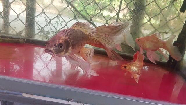 Cá cảnh Vàng đồng 40cm. Mua bán Thú cưng khác tại Huyện Phong Điền Cần Thơ được đăng bởi Giang Vo hình 1