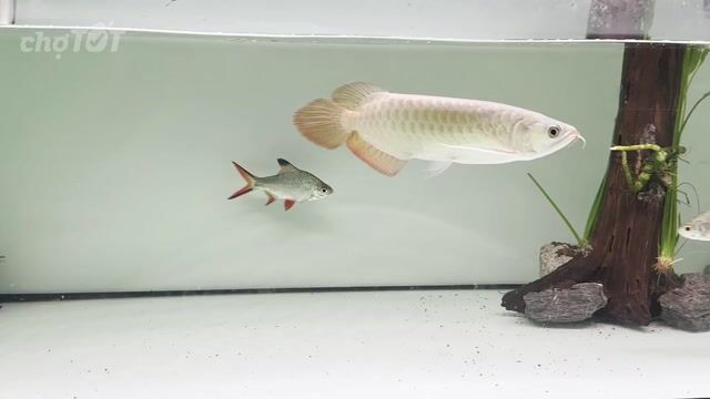Cá rồng Huyết long size 24cm. Mua bán Thú cưng khác tại Quận Bình Tân Tp Hồ Chí Minh được đăng bởi Ngô Nam hình 1
