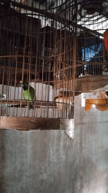 chim bao hót. bao tật lổi 1.5 tr . 1 bộ . Mua bán Chim tại Thành phố Thủ Đức Tp Hồ Chí Minh được đăng bởi  van loc hình 1