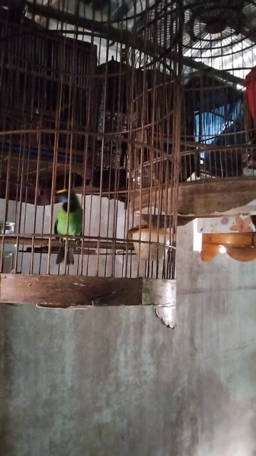 chim bao hót. bao tật lổi 1.5 tr . 1 bộ . Mua bán Chim tại Thành phố Thủ Đức Tp Hồ Chí Minh được đăng bởi  van loc hình 1