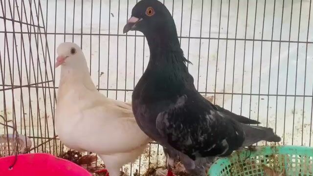 Chim bồ câu gà lai sinh sản 400k cặp. Mua bán Chim tại Quận Ninh Kiều Cần Thơ được đăng bởi huỳnh  hình 1