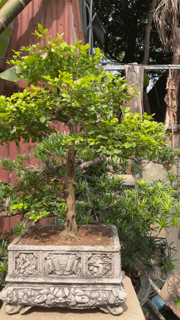 Cây cảnh Nguyệt quế Trực quân tử. Mua bán Cây cảnh, đồ trang trí tại Huyện Đông Anh Hà Nội được đăng bởi Giang hình 1