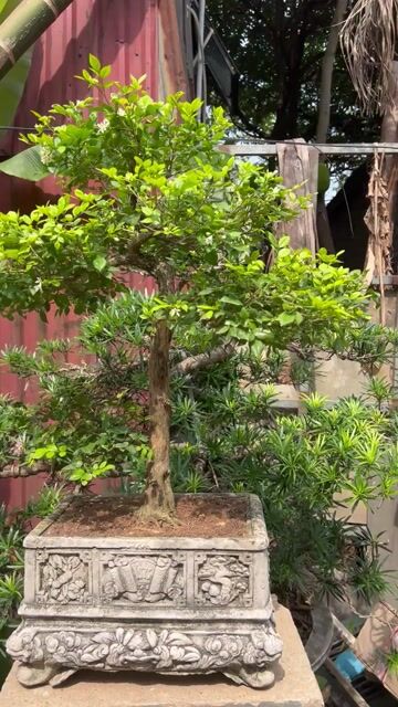 Cây cảnh Nguyệt quế Trực quân tử. Mua bán Cây cảnh, đồ trang trí tại Huyện Đông Anh Hà Nội được đăng bởi Giang hình 1