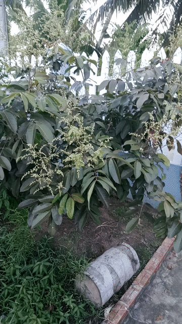 Cây khế trồng làm cảnh khỏe mạnh. Mua bán Cây cảnh, đồ trang trí tại Huyện Kế Sách Sóc Trăng được đăng bởi Văn Cần hình 1