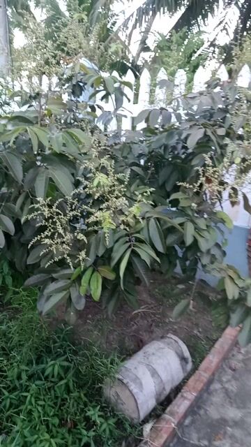 Cây khế trồng làm cảnh khỏe mạnh. Mua bán Cây cảnh, đồ trang trí tại Huyện Kế Sách Sóc Trăng được đăng bởi Văn Cần hình 1