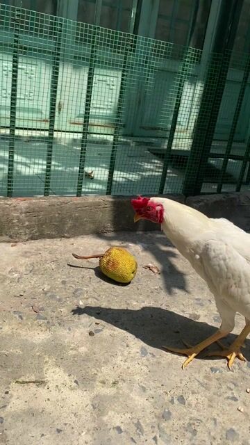 bướm mã lại
