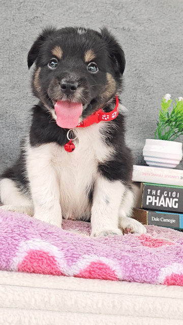 Trai bò sữa Nhật lai đẹp chào sen nha😁. Mua bán Chó tại Huyện Hóc Môn Tp Hồ Chí Minh được đăng bởi Smile Pet hình 1