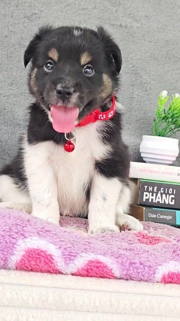 Trai bò sữa Nhật lai đẹp chào sen nha😁. Mua bán Chó tại Huyện Hóc Môn Tp Hồ Chí Minh được đăng bởi Smile Pet hình 1