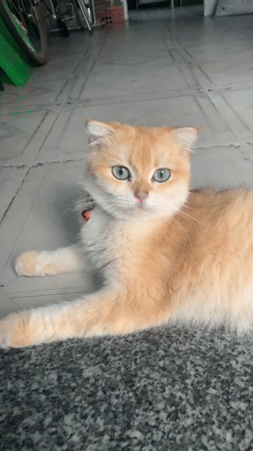 Mèo Anh Golden cái 12 tháng tai cụp. Mua bán Mèo tại Quận 10 Tp Hồ Chí Minh được đăng bởi Chim cảnh Trường Sinh Nguyễn chuyên chào mào  hình 1