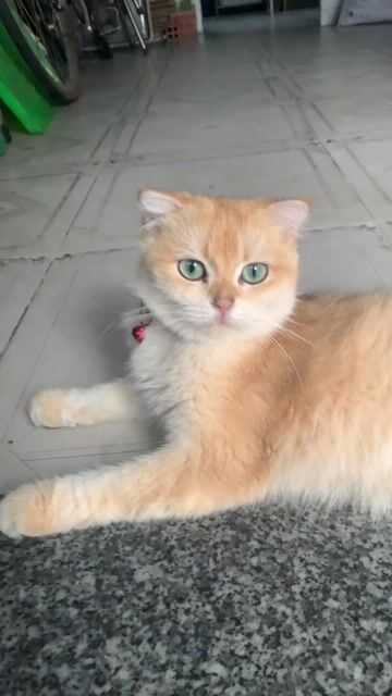 Mèo Anh Golden cái 12 tháng tai cụp. Mua bán Mèo tại Quận 10 Tp Hồ Chí Minh được đăng bởi Chim cảnh Trường Sinh Nguyễn chuyên chào mào  hình 1