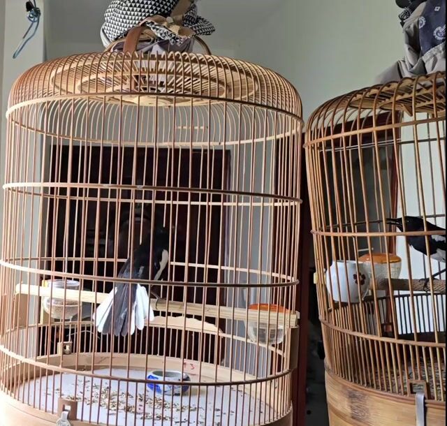 than bổi xòe to. Mua bán Chim tại Quận Bình Thạnh Tp Hồ Chí Minh được đăng bởi Thông hý hình 1