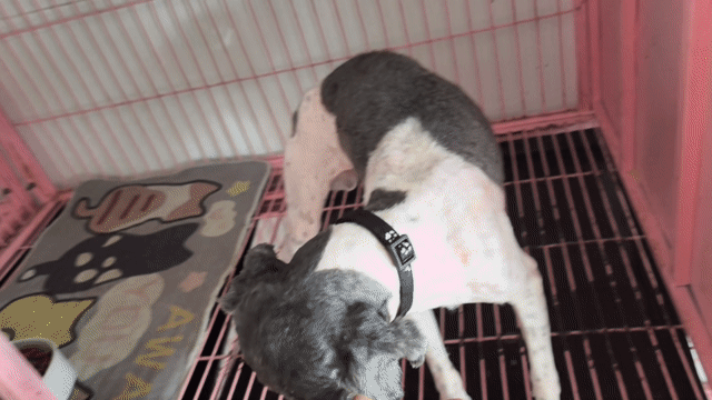 Chó Poodle Đen trắng. Mua bán Chó tại Thành phố Vĩnh Long Vĩnh Long được đăng bởi Minh Luan Huynh hình 1