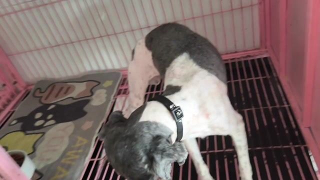 Chó Poodle Đen trắng. Mua bán Chó tại Thành phố Vĩnh Long Vĩnh Long được đăng bởi Minh Luan Huynh hình 1
