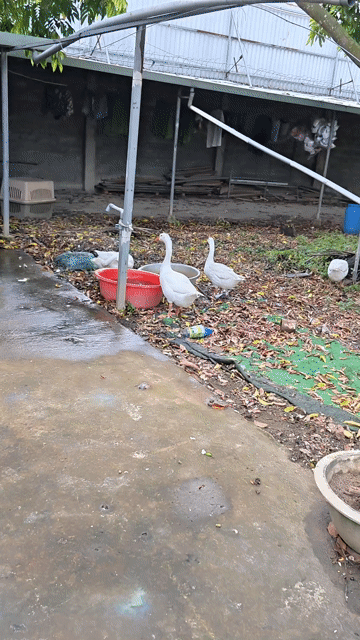 Ngỗng Trắng Trưởng thành. Mua bán Đồ chuyên dụng, Giống nuôi trồng tại Huyện Bến Lức Long An được đăng bởi Dương Ngọc Thạch hình 1