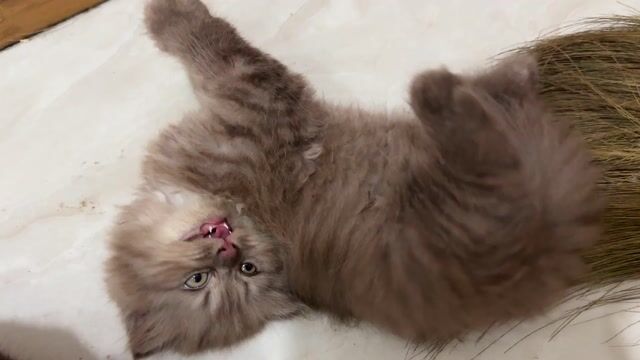 Mèo Anh thuần chủng tai thẳng, tai cụp. Mua bán Mèo tại Quận Long Biên Hà Nội được đăng bởi Mai Anh Mèo hình 1