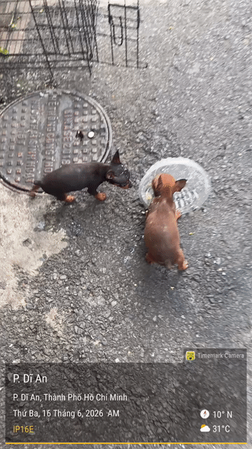 Chó Phốc hươu 2 tháng Đực Cái Đen vàng Vàng bò. Mua bán Chó tại Thành phố Dĩ An Bình Dương được đăng bởi Bùi quang trường hình 1