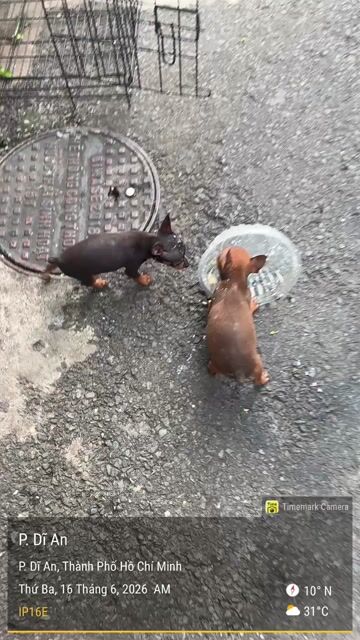Chó Phốc hươu 2 tháng Đực Cái Đen vàng Vàng bò. Mua bán Chó tại Thành phố Dĩ An Bình Dương được đăng bởi Bùi quang trường hình 1
