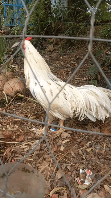Gà chọi Trắng đực. Mua bán Gà tại Quận Cái Răng Cần Thơ được đăng bởi gà ơi là gà hình 1