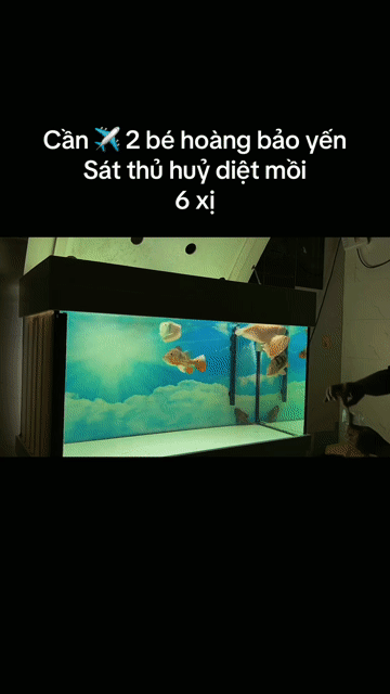 Cá cảnh Hoàng bảo yến 3x Đa sắc. Mua bán Thú cưng khác tại Quận Bình Tân Tp Hồ Chí Minh được đăng bởi Bình hình 1