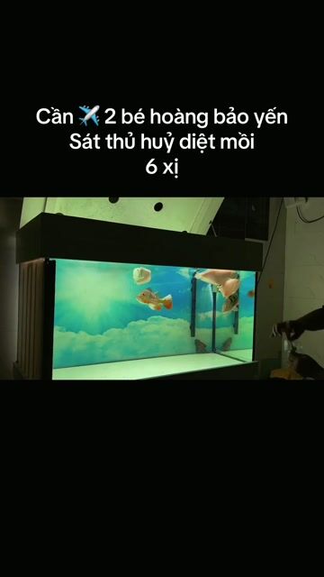 Cá cảnh Hoàng bảo yến 3x Đa sắc. Mua bán Thú cưng khác tại Quận Bình Tân Tp Hồ Chí Minh được đăng bởi Bình hình 1