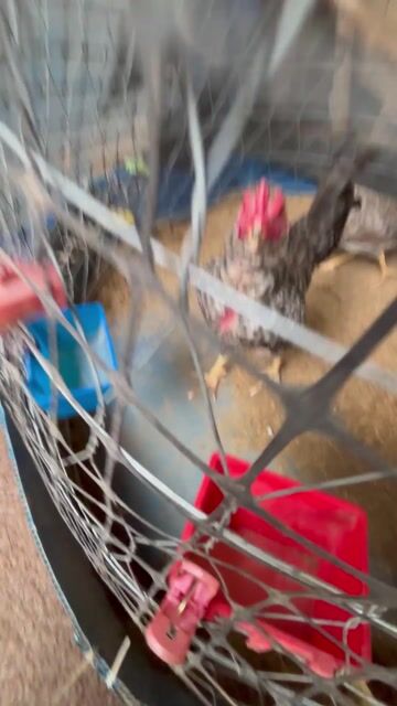 Gà trống 1.25kg. Mua bán Gà tại Thành phố Buôn Ma Thuột Đắk Lắk được đăng bởi trandinhphat hình 1