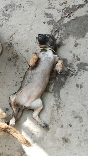 Chó cỏ cái 4.5kg Đen vàng dể nuôi. Mua bán Chó tại Huyện Phong Điền Cần Thơ được đăng bởi Gà Đổ Nhà Tuấn Đạt hình 1
