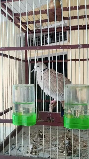 Bán hai em cứ gáy cả hai lồng 300k. Mua bán Chim tại Huyện Quế Võ Bắc Ninh được đăng bởi Trương bảo long hình 1