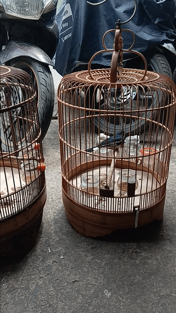 Chim chìa vôi đã hót ăn cám cứng. Mua bán Chim tại Quận 4 Tp Hồ Chí Minh được đăng bởi Haiyen hình 1