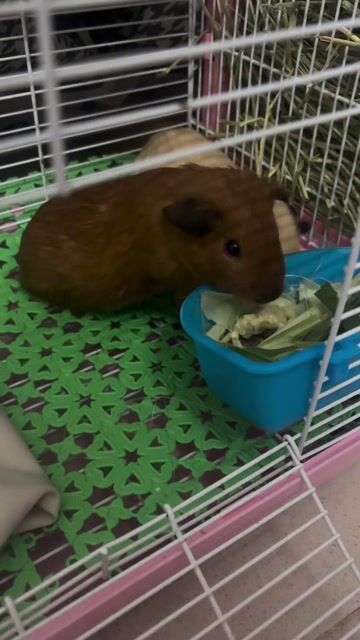 Góc gả chuột lang bọ ú đực. Mua bán Thú cưng khác tại Quận 8 Tp Hồ Chí Minh được đăng bởi Xuân Mai hình 1