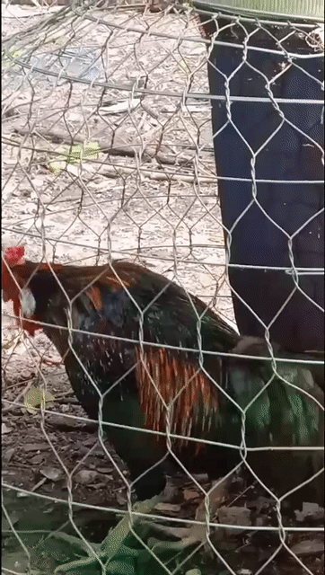Gà nòi Peru mồng vua tích trắng.. Mua bán Gà tại Huyện Dầu Tiếng Bình Dương được đăng bởi Huỳnh Hữu hình 1