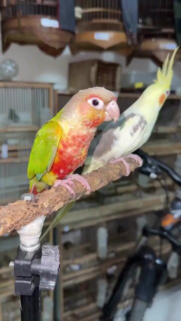 vẹt greenchek và cockatiel. Mua bán Chim tại Quận Bình Tân Tp Hồ Chí Minh được đăng bởi Nhựt hình 1