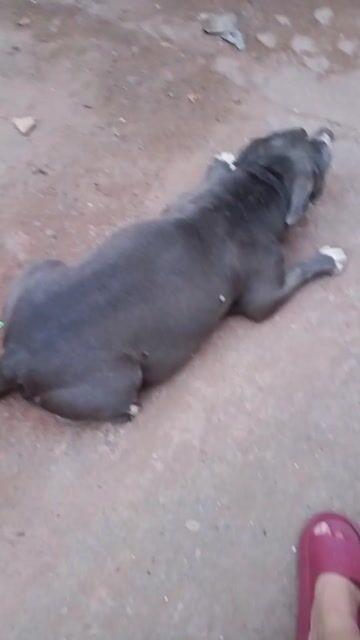 Chó Bully cái màu xám. Mua bán Chó tại Thành phố Thuận An Bình Dương được đăng bởi bé bông hình 1