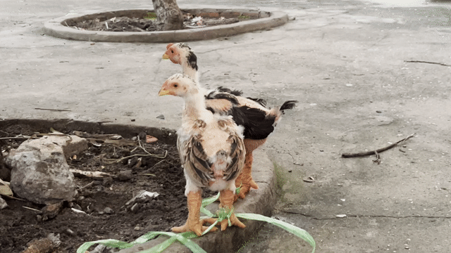 Gà cảnh 2 tháng chân tròn vảy thịt. Mua bán Gà tại Quận Tân Phú Tp Hồ Chí Minh được đăng bởi Tuong Vy hình 1