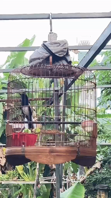 Chim Than bổi 3 mùa Đen giao lưu mào mái bạch. Mua bán Chim tại Quận 12 Tp Hồ Chí Minh được đăng bởi Quang hình 1