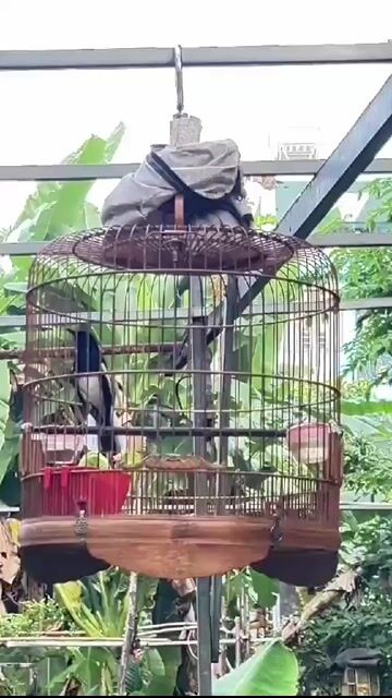Chim Than bổi 3 mùa Đen giao lưu mào mái bạch. Mua bán Chim tại Quận 12 Tp Hồ Chí Minh được đăng bởi Quang hình 1
