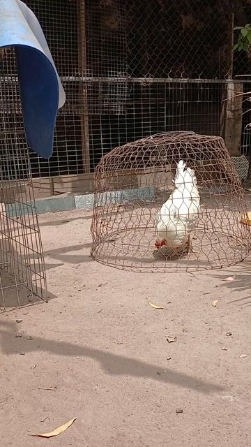 gà úa. Mua bán Gà tại Huyện Trảng Bom Đồng Nai được đăng bởi TG Hoàng Sơn hình 1