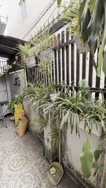 Cây cảnh. Mua bán Cây cảnh, đồ trang trí tại Quận 12 Tp Hồ Chí Minh được đăng bởi Jenny Pham hình 1