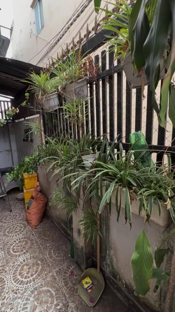 Cây cảnh. Mua bán Cây cảnh, đồ trang trí tại Quận 12 Tp Hồ Chí Minh được đăng bởi Jenny Pham hình 1