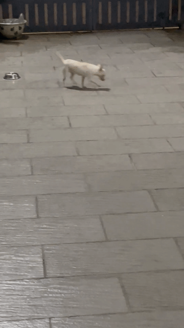 Chó Chihuahua Trắng gần 1 năm. Mua bán Chó tại Huyện Hóc Môn Tp Hồ Chí Minh được đăng bởi Tên chưa cung cấp hình 1