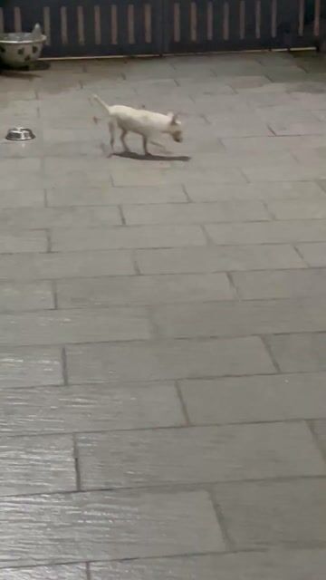 Chó Chihuahua Trắng gần 1 năm. Mua bán Chó tại Huyện Hóc Môn Tp Hồ Chí Minh được đăng bởi Tên chưa cung cấp hình 1