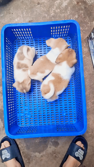 pug xệ đẹp trai. Mua bán Chó tại Quận Hoàng Mai Hà Nội được đăng bởi ben hình 1